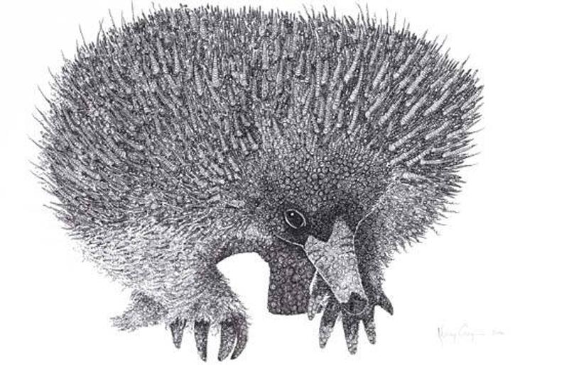 Echidna