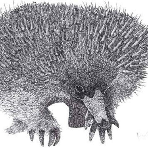 Echidna