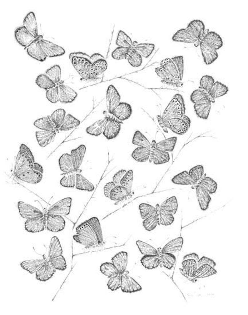 Karner Blue Butterflies