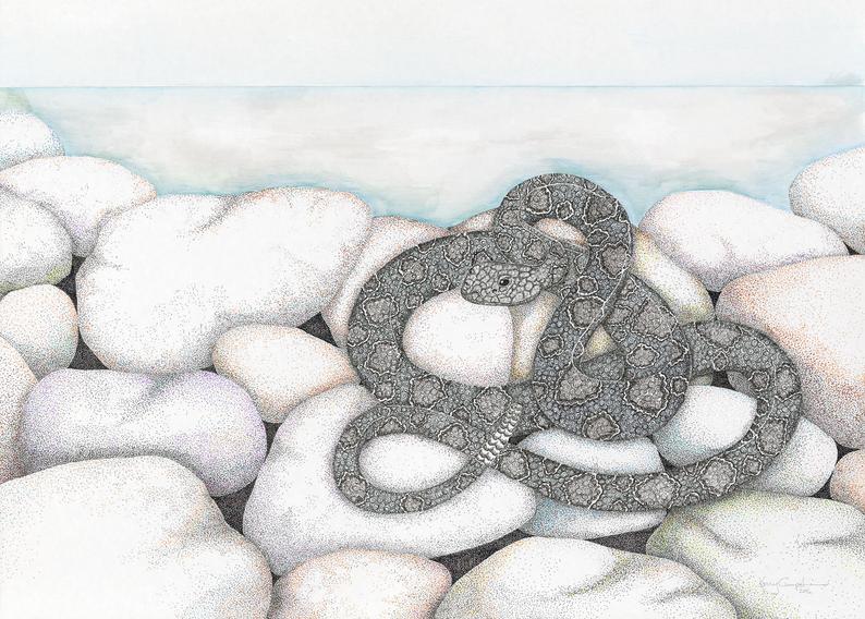 Santa Catalina Island Rattle Snake