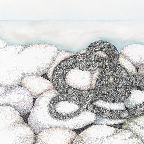 Santa Catalina Island Rattle Snake