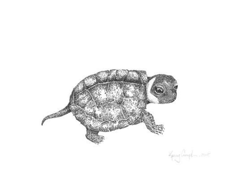 Baby Bog Turtle
