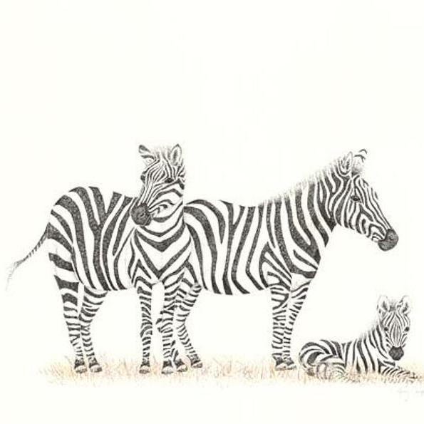 Zebra Family