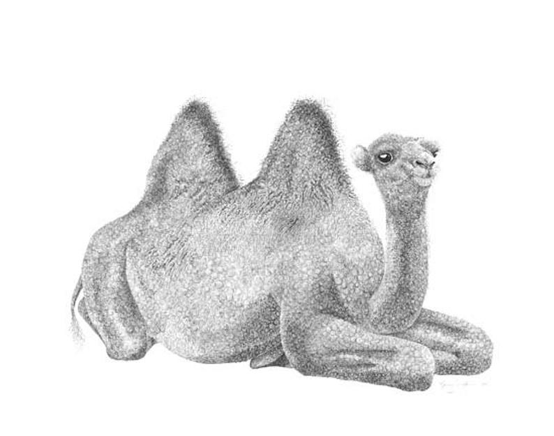 Bactrian Camel