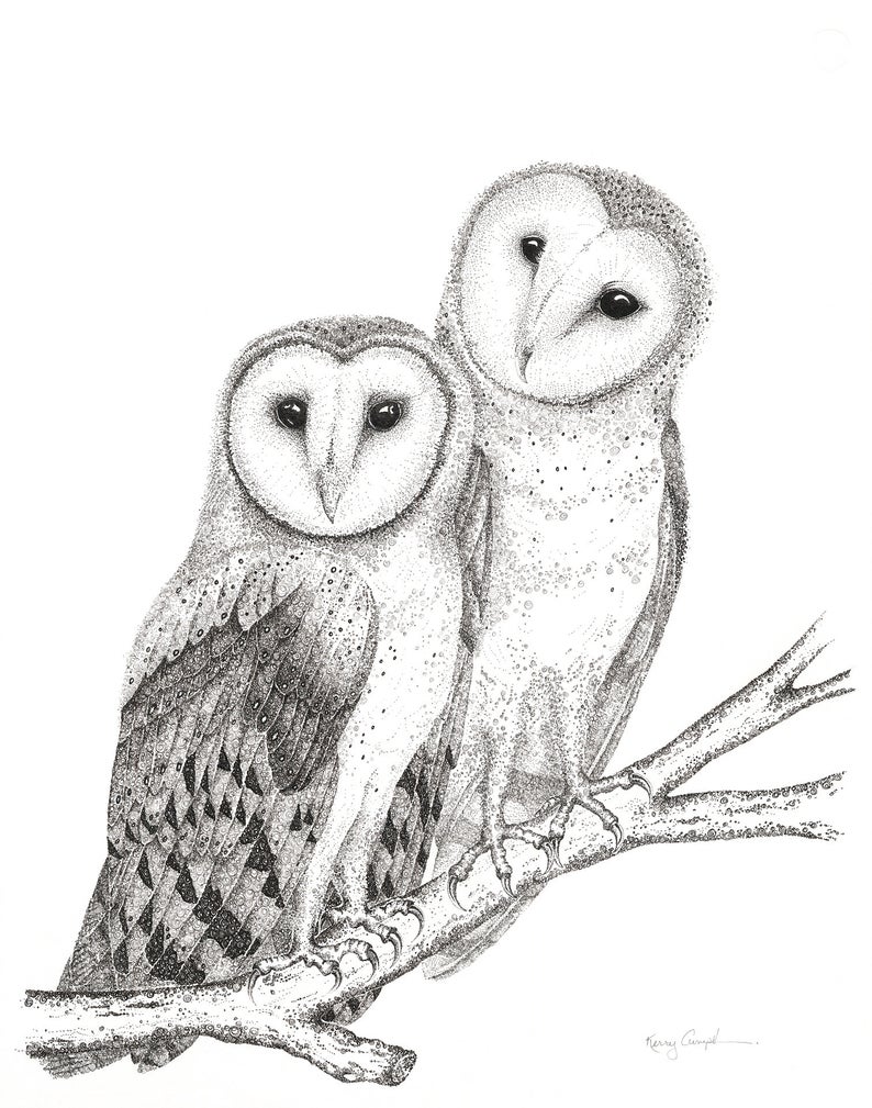 Barn Owls